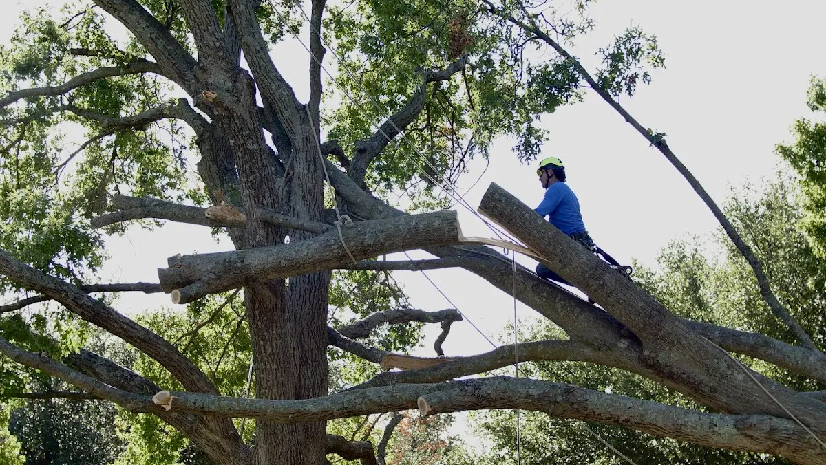 Professional Crown Thinning performed by certified arborists in Batesville